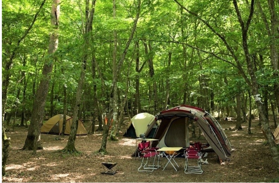 woods camp