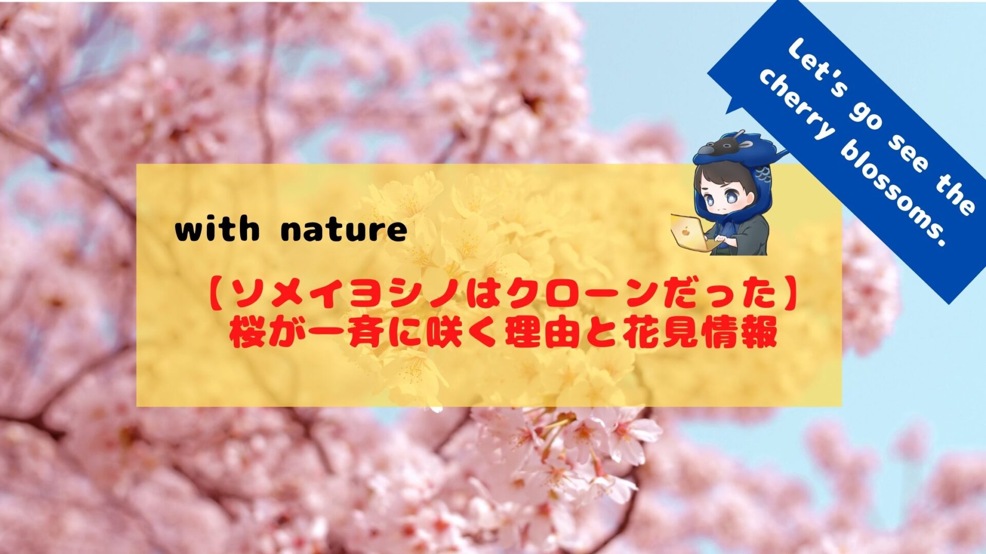 ソメイヨシノはクローンだった 桜が一斉に咲く理由と花見情報 あおろぐ